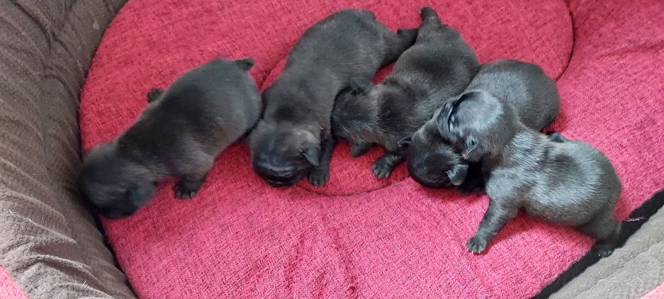 chiot Bouledogue français du bois de faitin