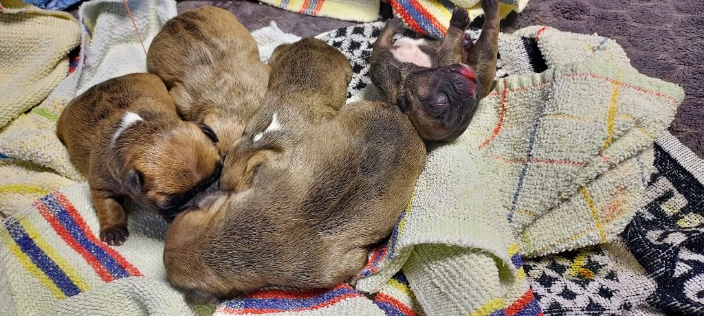 chiot Bouledogue français du bois de faitin