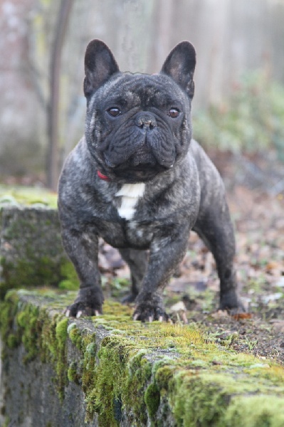 Dali du bois de faitin