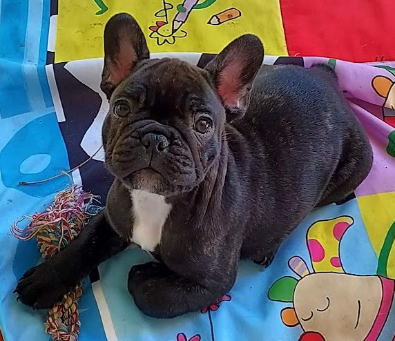 du bois de faitin - CHIOTS DISPONIBLES