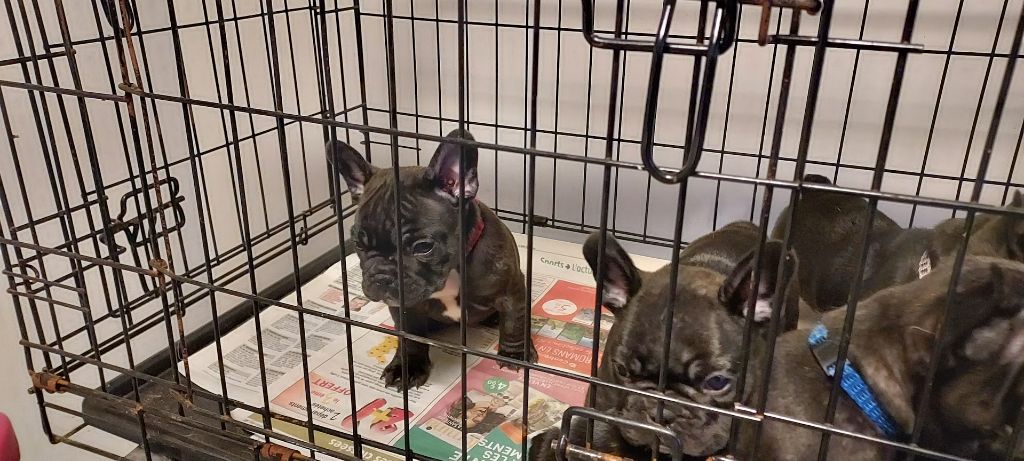 du bois de faitin - CHIOTS DISPONIBLES