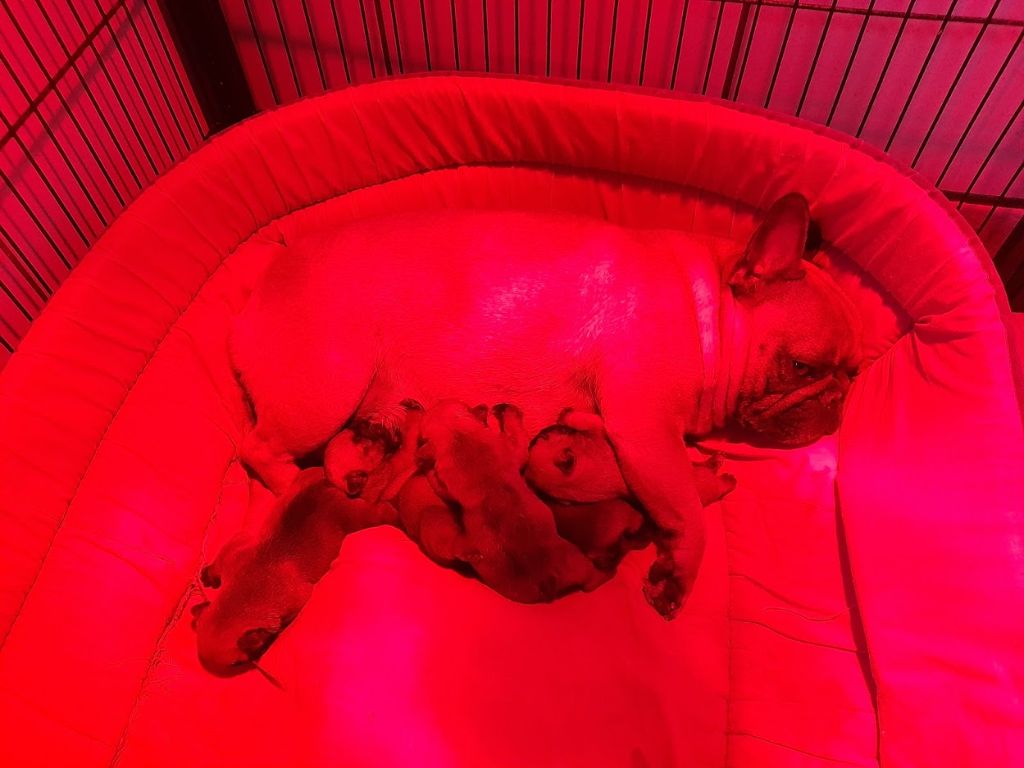 Chiot Bouledogue français du bois de faitin